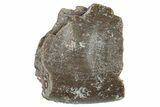 Theropod Dinosaur Partial Tooth - Colorado #286531-1